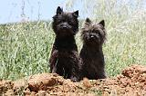 CAIRN TERRIER 501